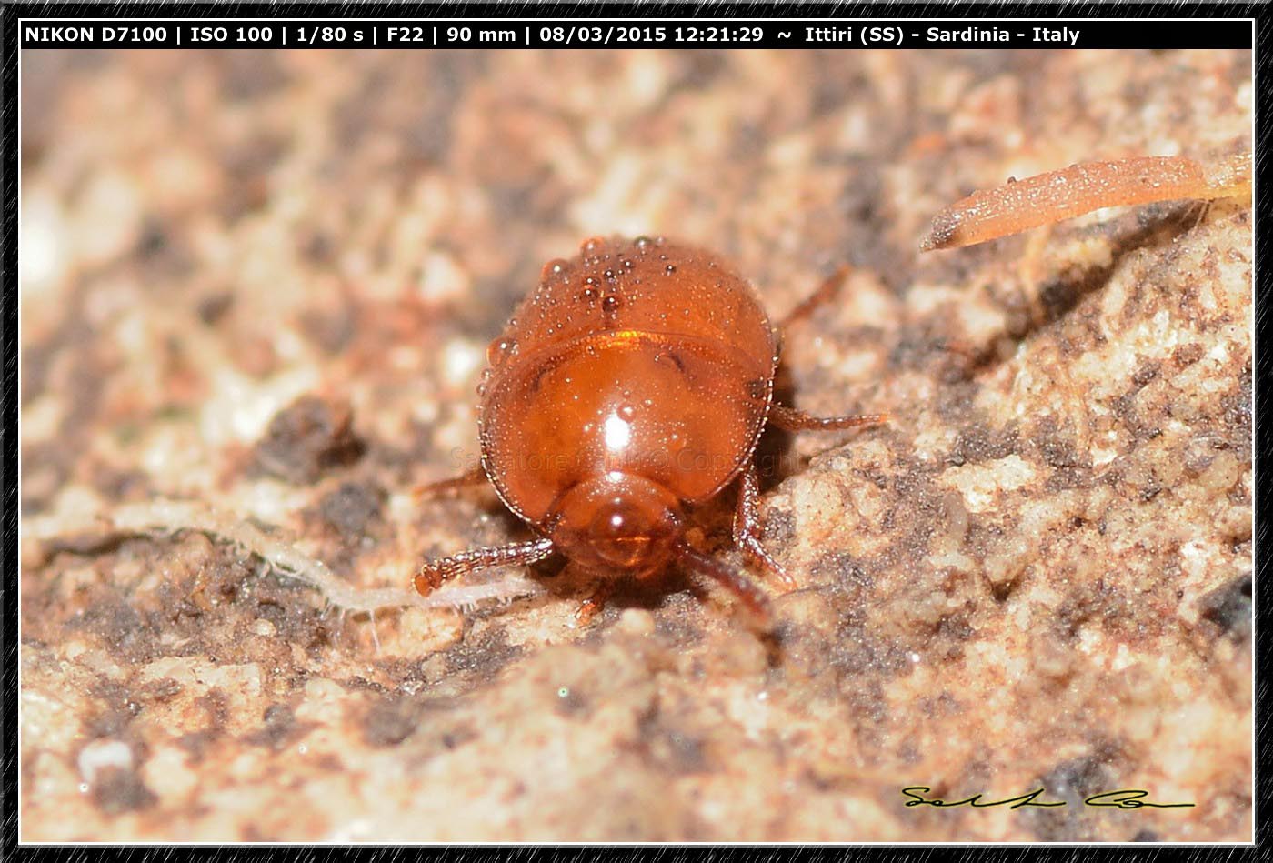 Oochrotus unicolor unicolor, Tenebrionidae